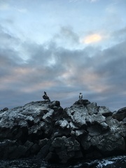 Sula nebouxii excisa