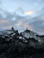 Sula nebouxii excisa