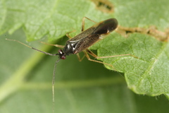 Orthonotus rufifrons