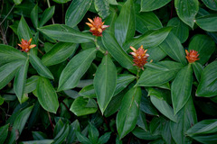 Costus productus