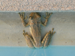 Osteopilus dominicensis