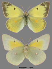Colias philodice eriphyle