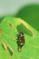 Bembecinus borneanus