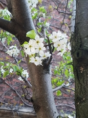 Pyrus communis