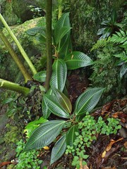 Miconia calvescens