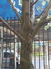 Pyrus communis
