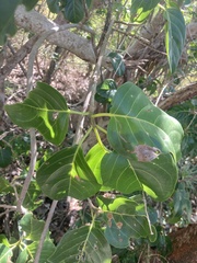 Pisonia subcordata