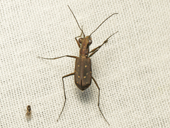 Cylindera rectangularis