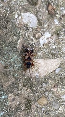 Scolopostethus affinis