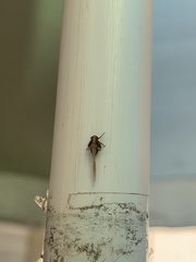 Acrolophus walsinghami