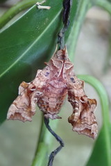 Neogurelca himachala