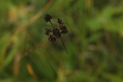 Luzula multiflora sibirica