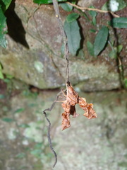 Neogurelca himachala