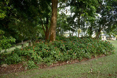 Costus productus