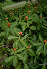 Costus productus