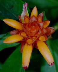 Costus productus