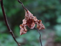 Neogurelca himachala