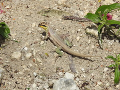 Leiocephalus personatus