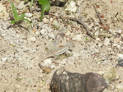 Leiocephalus personatus