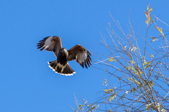 Parabuteo unicinctus