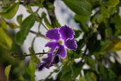 Duranta erecta