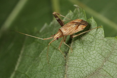 Phytocoris varipes