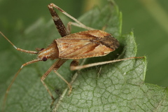 Phytocoris varipes