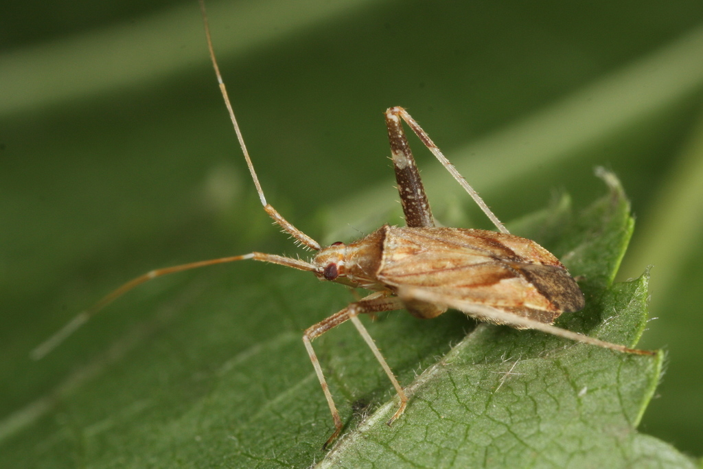 long-legged plant bug