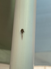 Acrolophus walsinghami