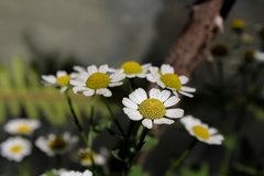 Tanacetum parthenium