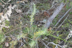 Persoonia saccata