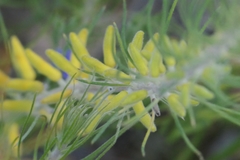 Persoonia saccata