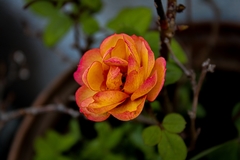 Rosa