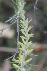 Persoonia saccata