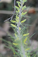Persoonia saccata