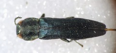 Agrilus angustulus