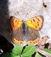 Lycaena phlaeas phlaeas