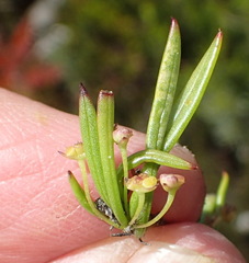 Centella sessilis
