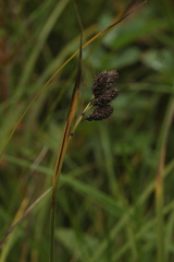 Carex aterrima