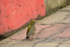 Arachnothera modesta