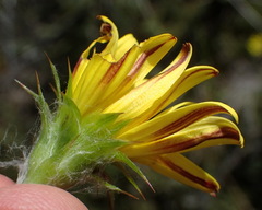 Cullumia aculeata sublanata