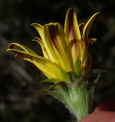Cullumia aculeata sublanata