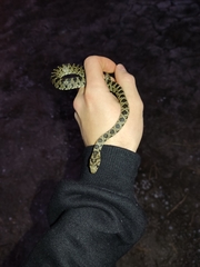 Hemorrhois hippocrepis