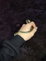 Hemorrhois hippocrepis