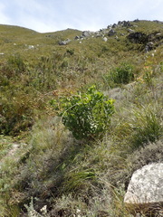 Osteospermum junceum