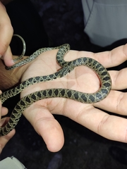 Hemorrhois hippocrepis