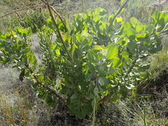 Osteospermum junceum