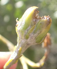 Osteospermum junceum