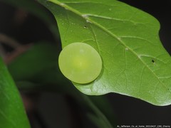 Amphibolips quercusracemaria