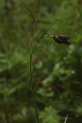 Carex aterrima